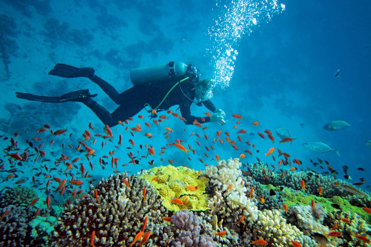 The Top Dive Spots In Sodwana Bay