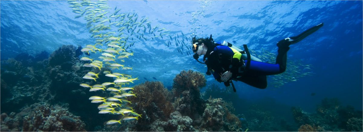 Cape Town’s Top Shore Dives